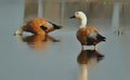 Ruddy Shelduck